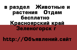  в раздел : Животные и растения » Отдам бесплатно . Красноярский край,Зеленогорск г.